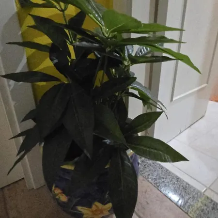 Giorgio 아파트